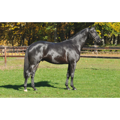 galerie_9_14abendtanz_02