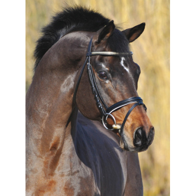 kopf_caprimond-regine-graf-2011