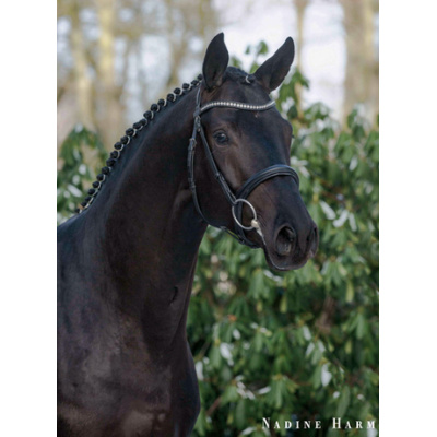 kopf_helium-kopf-harms