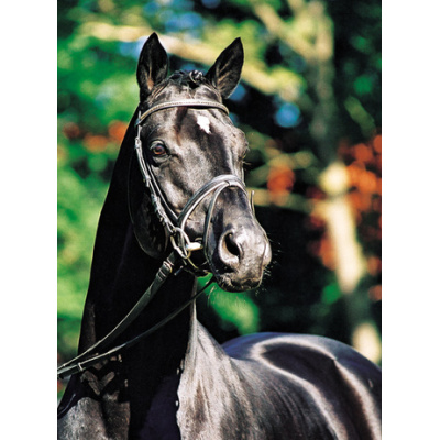 kopf_hohenstein_kopf