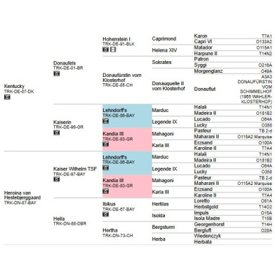 pedigree_heavendancer