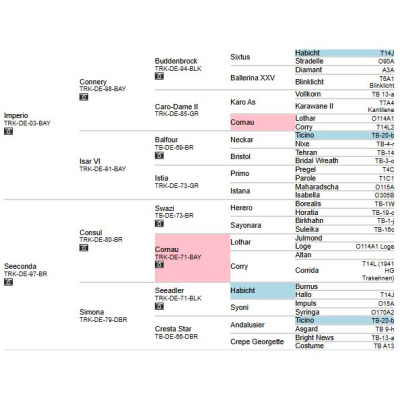 pedigree_schwarzgold